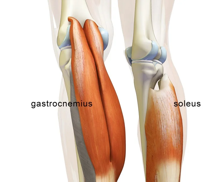 calf muscles.jpg