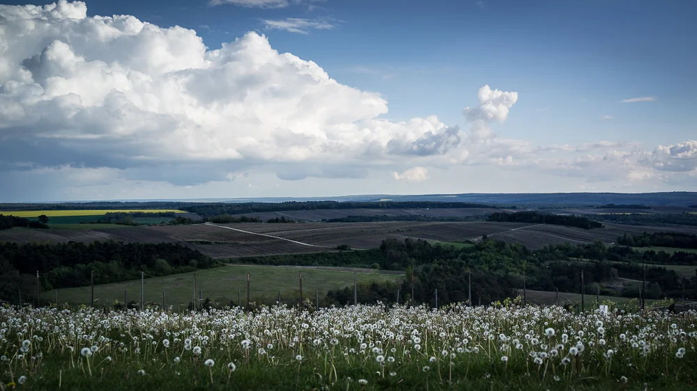 Dandelions in Champagne