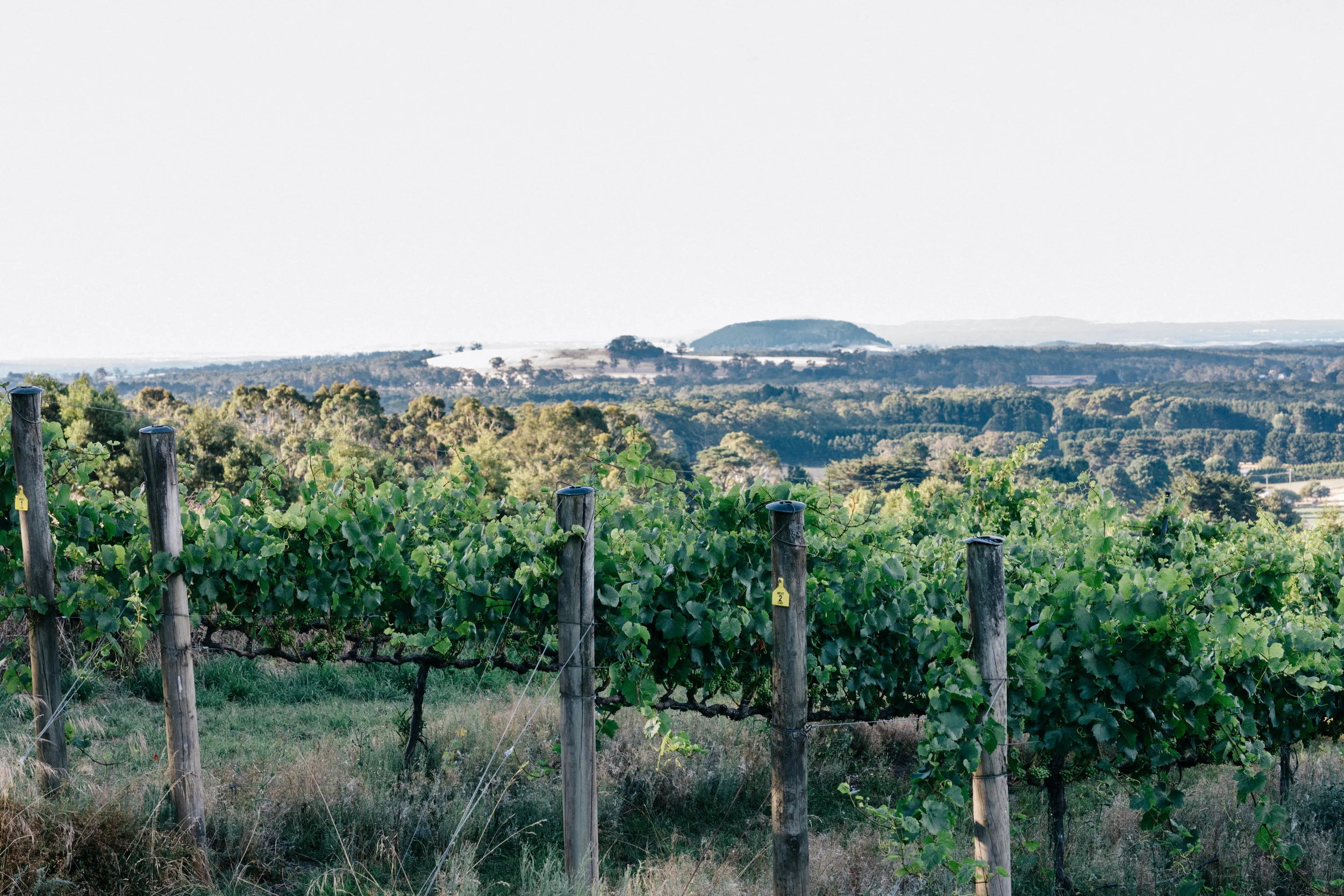 “The aroma of wood smoke mingling with the smell of cooking meat wafts around the vineyard.”