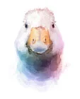 duck.jpg
