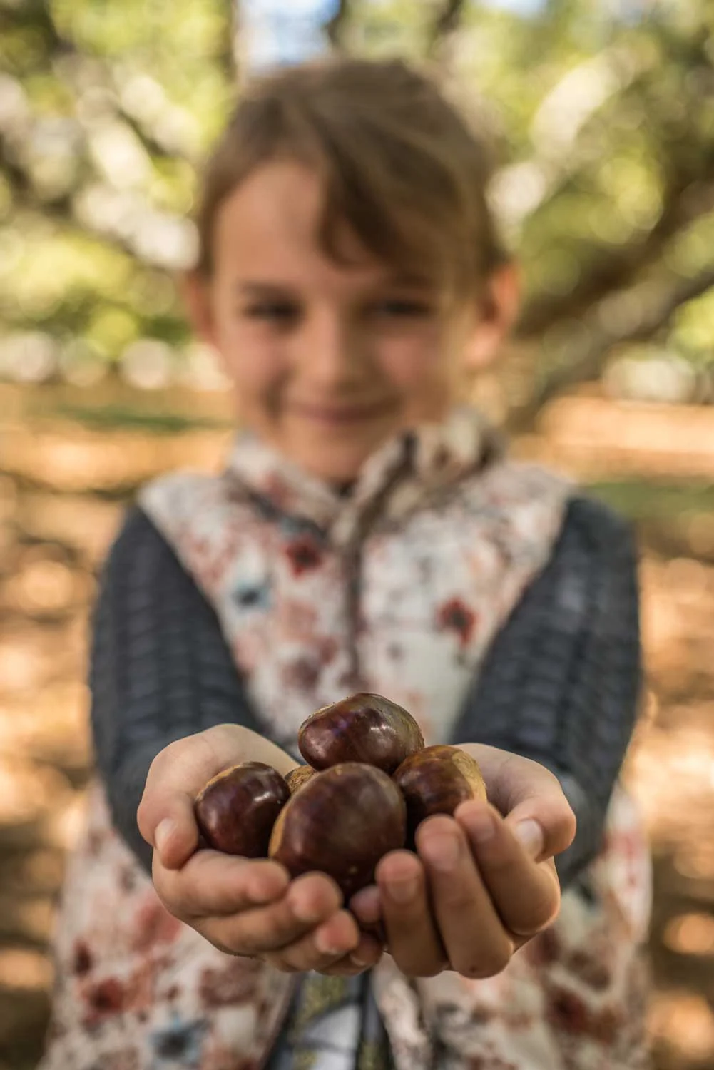 Chestnut Time