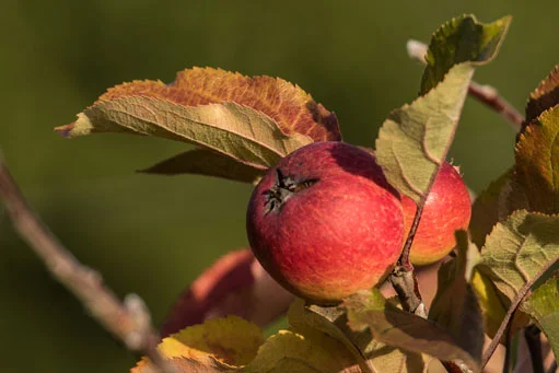 The Inn Ciders