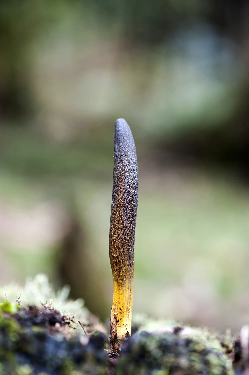 Cordyceps Gunnii by Alison Pouliot