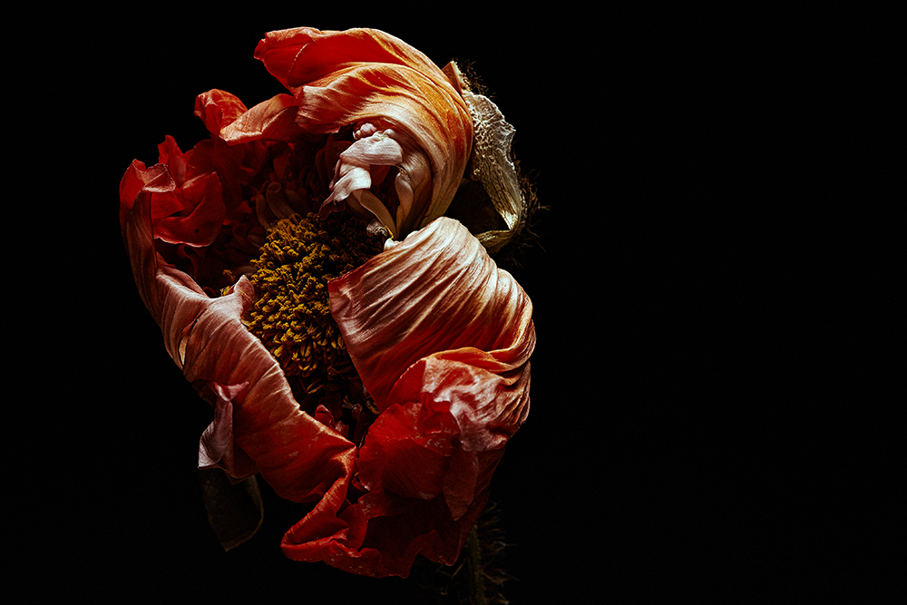 Poppy Still Life. Danny Wootton.