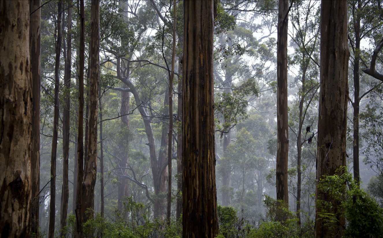 Daylesford's Lost Boys