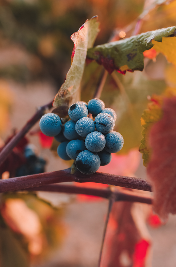 A Recipe for Wine