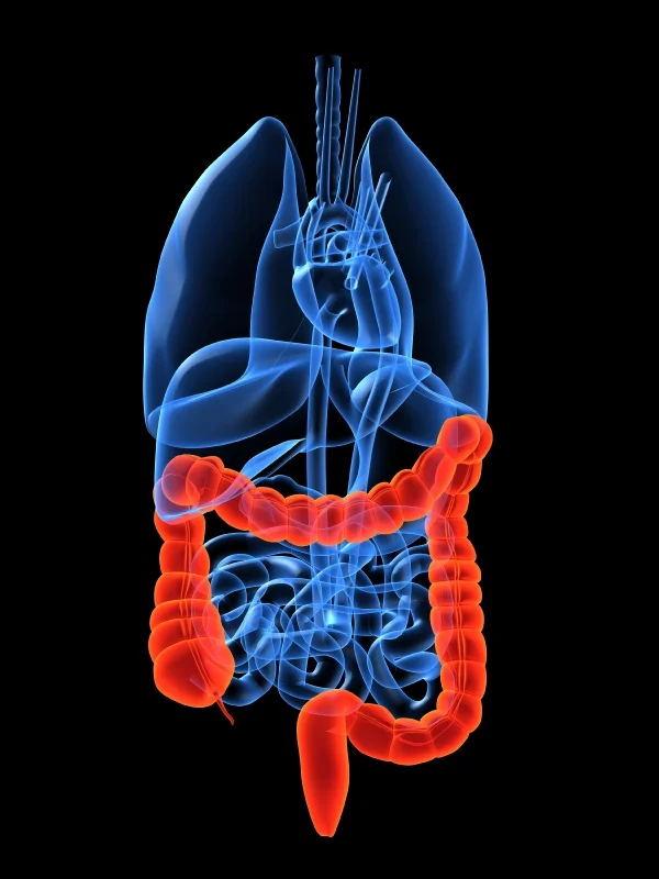 iStock_000003674250Small-colon.jpg