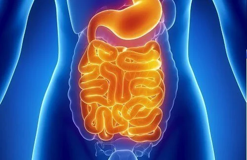 intestines-500x325.jpg