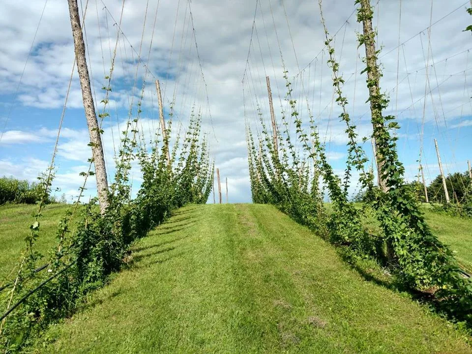 Rockin Hops Ballson Lake
