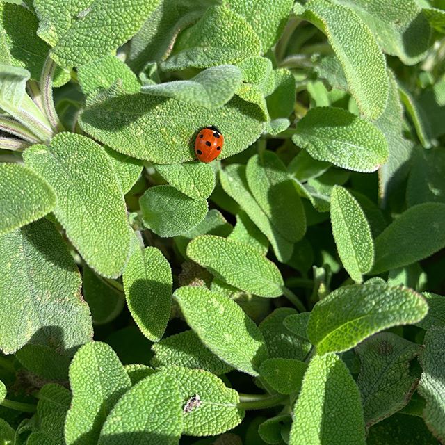 First ladybird visitor of the year. Safe is looking good.