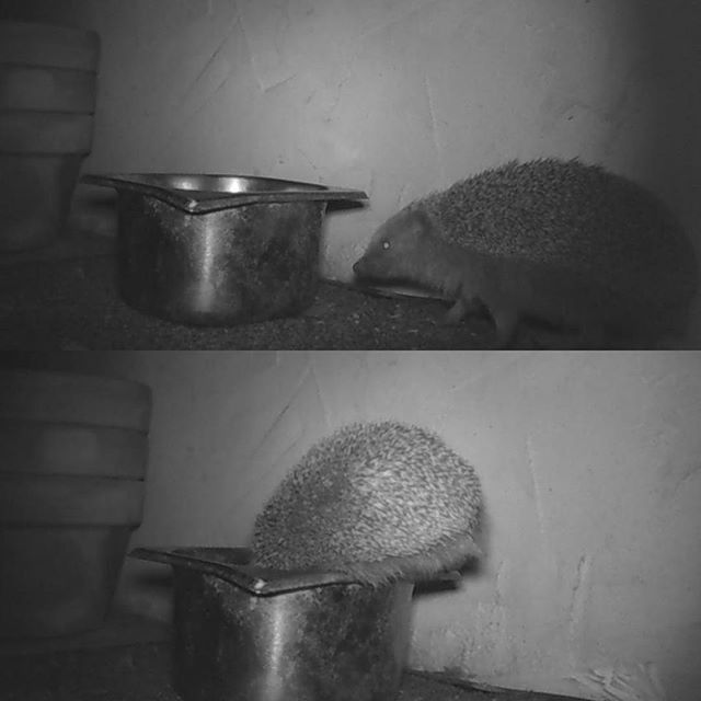 Night time visitor to the cat&rsquo;s dinner biscuits #hedgehogsuk #machrihanish #ukwildlifeimages