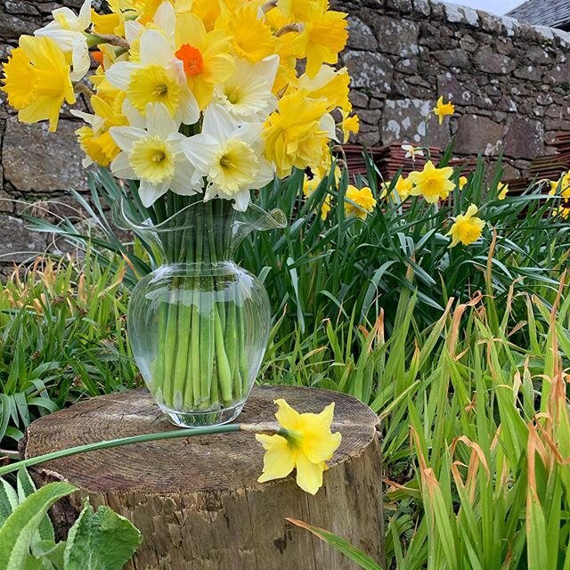 Freshly picked! #machrihanish #kintyreway