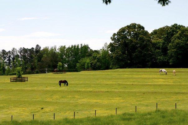 Brookside Farms Green Horse Pastures and Trees