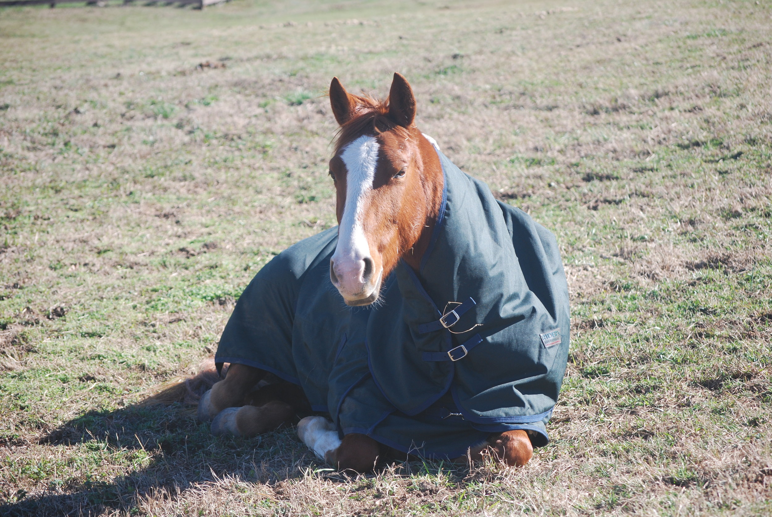 Brookside Farm Horse in Winter