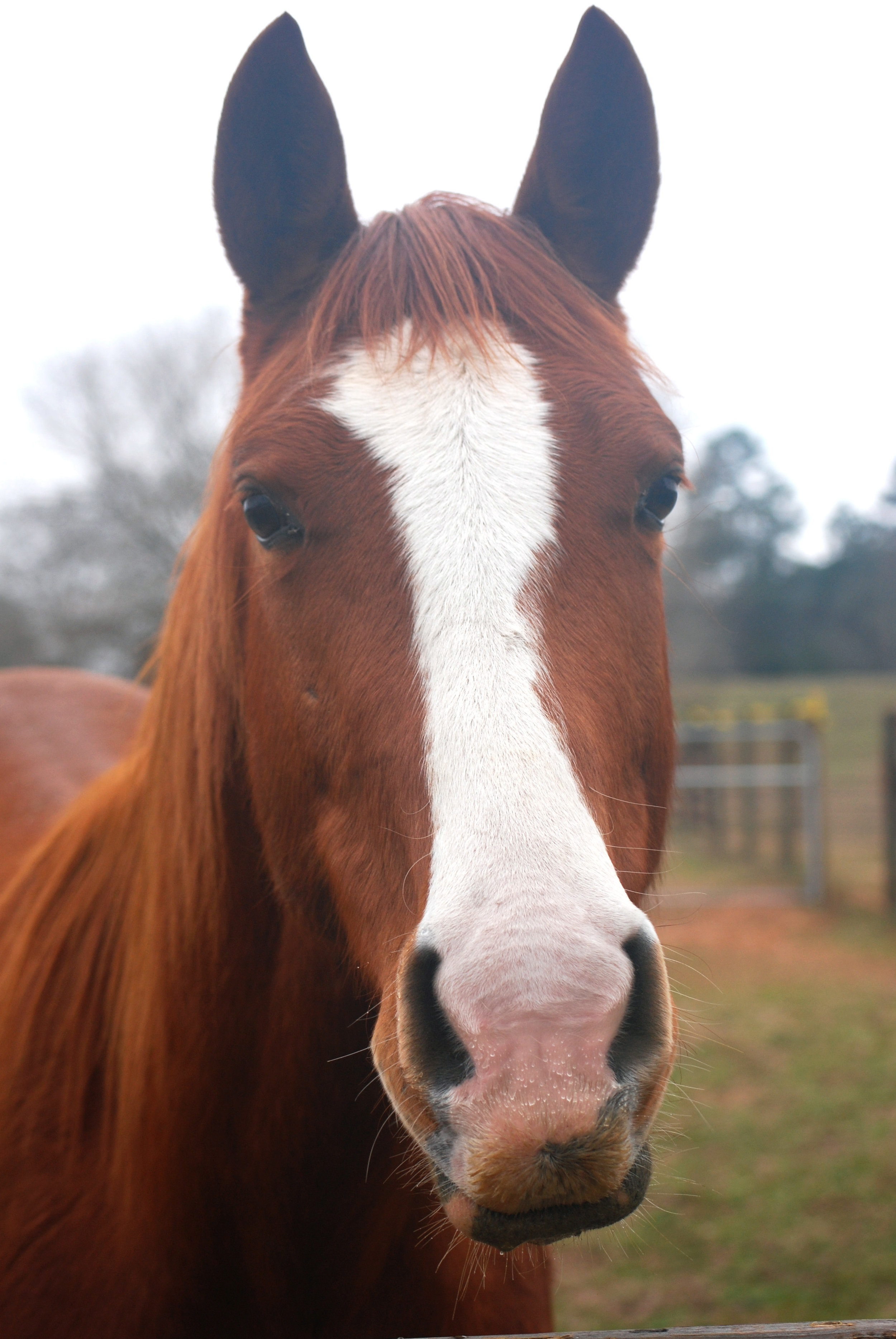 Brookside Farms Horse