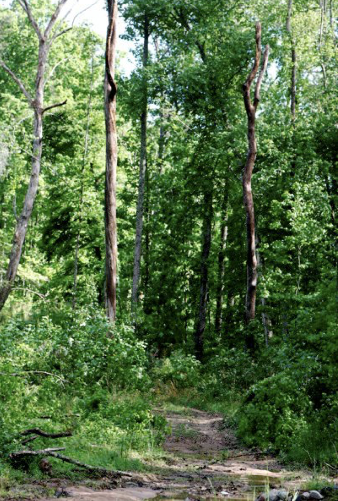 Horse Trails at Brookside Farms