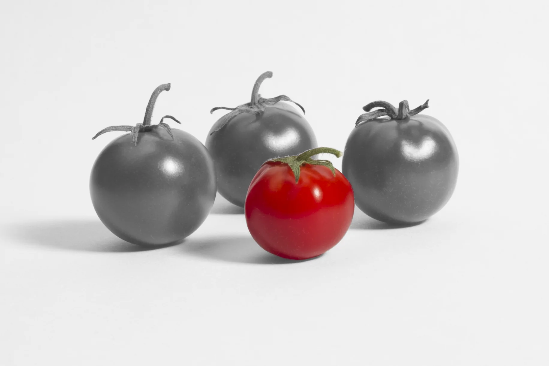 tomato highlight.jpg