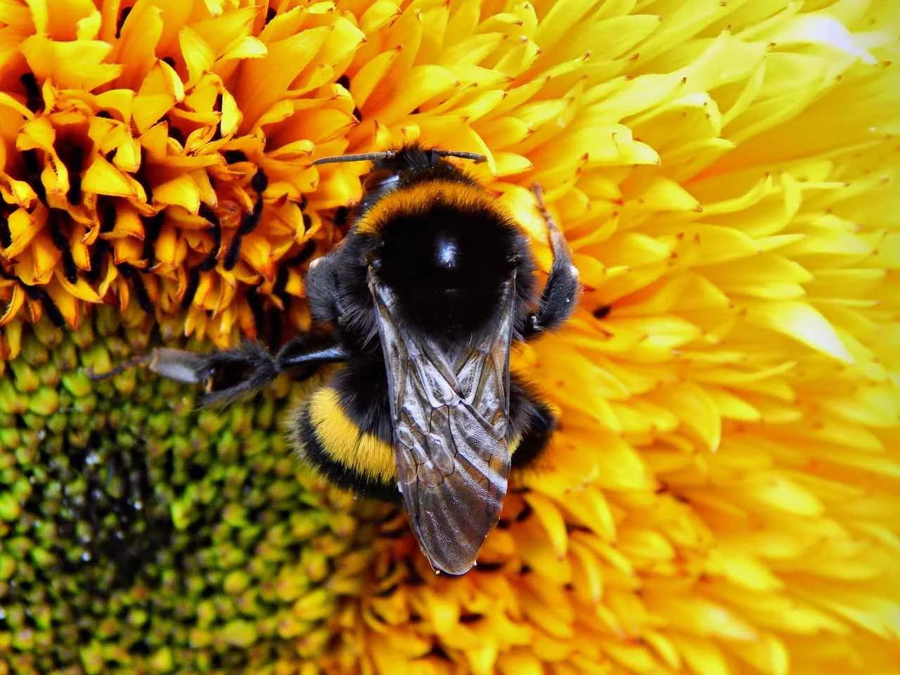 Bumble Bee