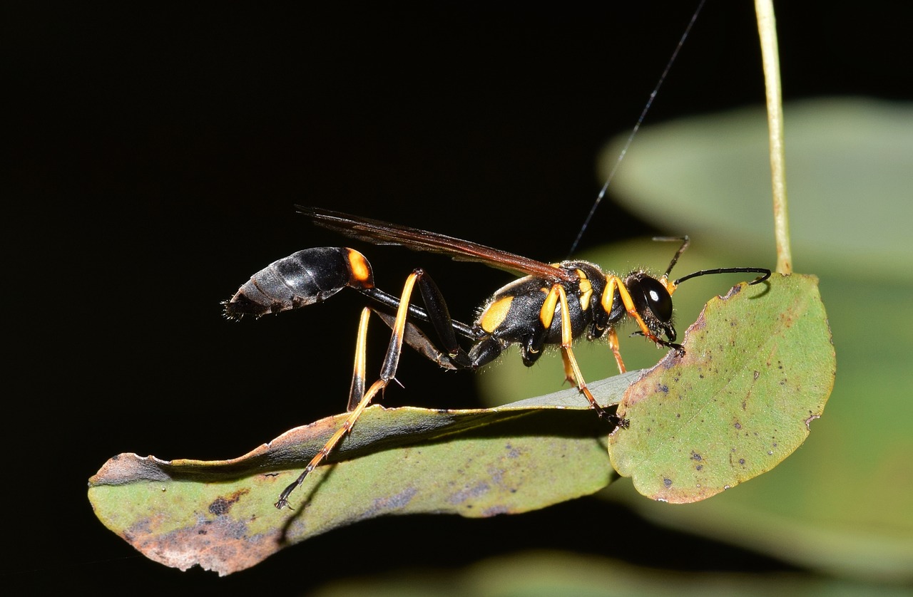 Mud Dauber Wasp
