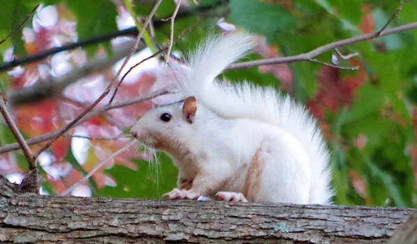 Is Squirrel the Spirit Animal Guide you need right now? Image from Romantic Asheville