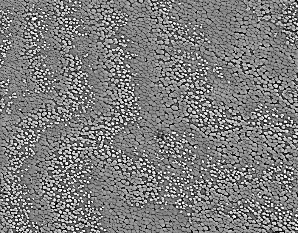 A composite Scanning Electron Microscope image, showing the growing terraces of the inner shell. 