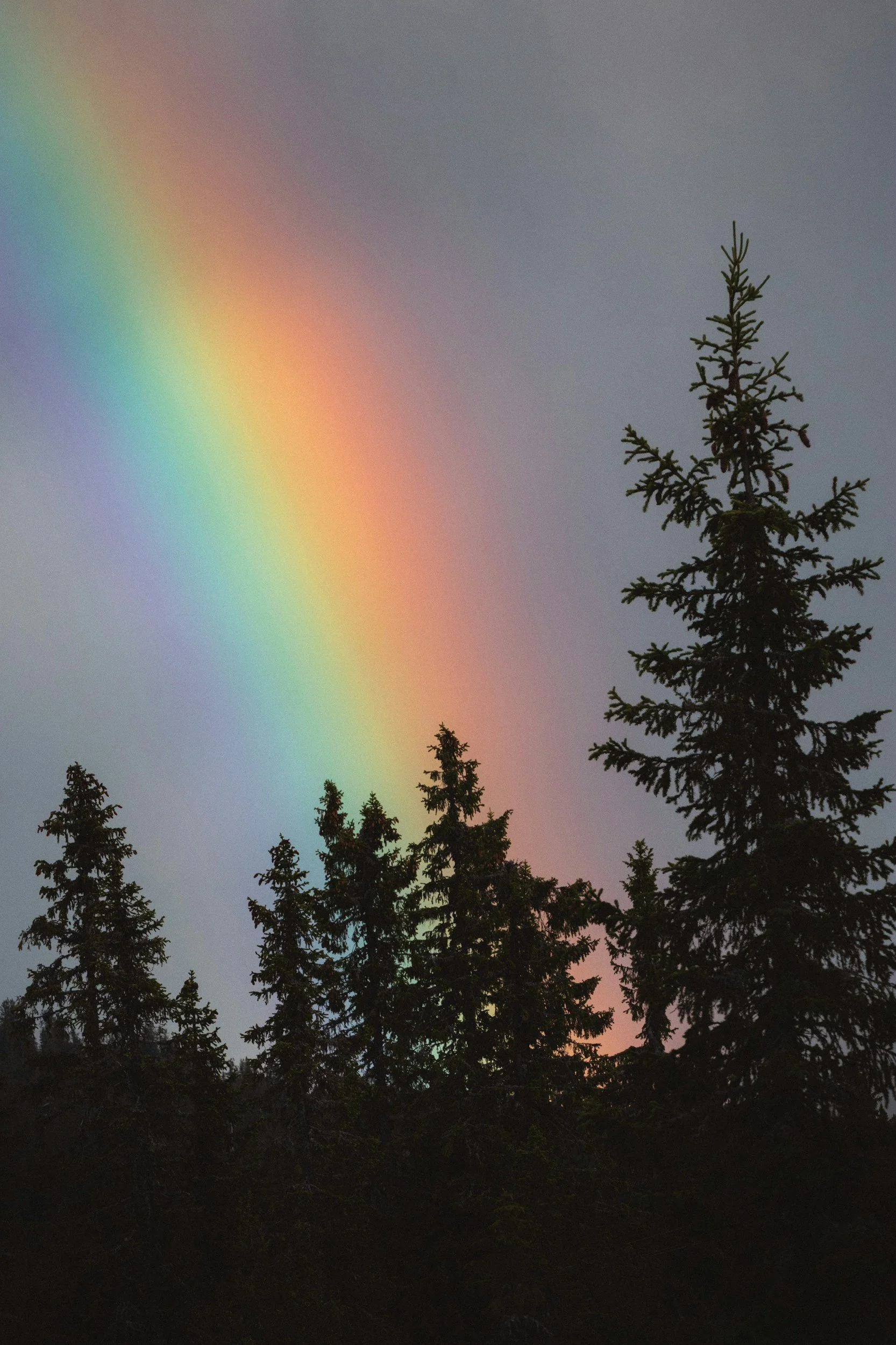 A rainbow arching across a cloudy sky above a silhouette of evergreen trees.