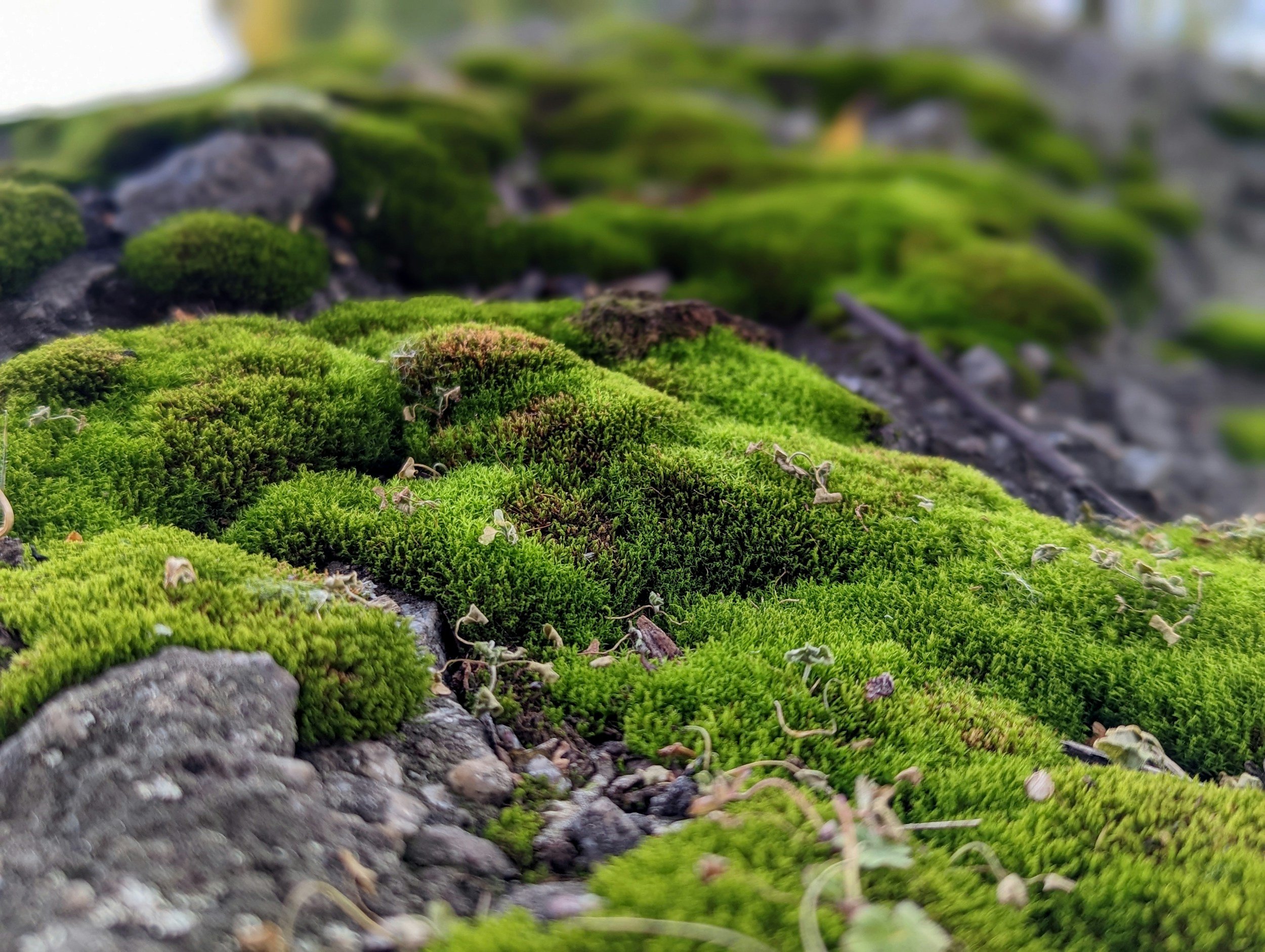 Close-up of green moss growing on rocks along a pathway.