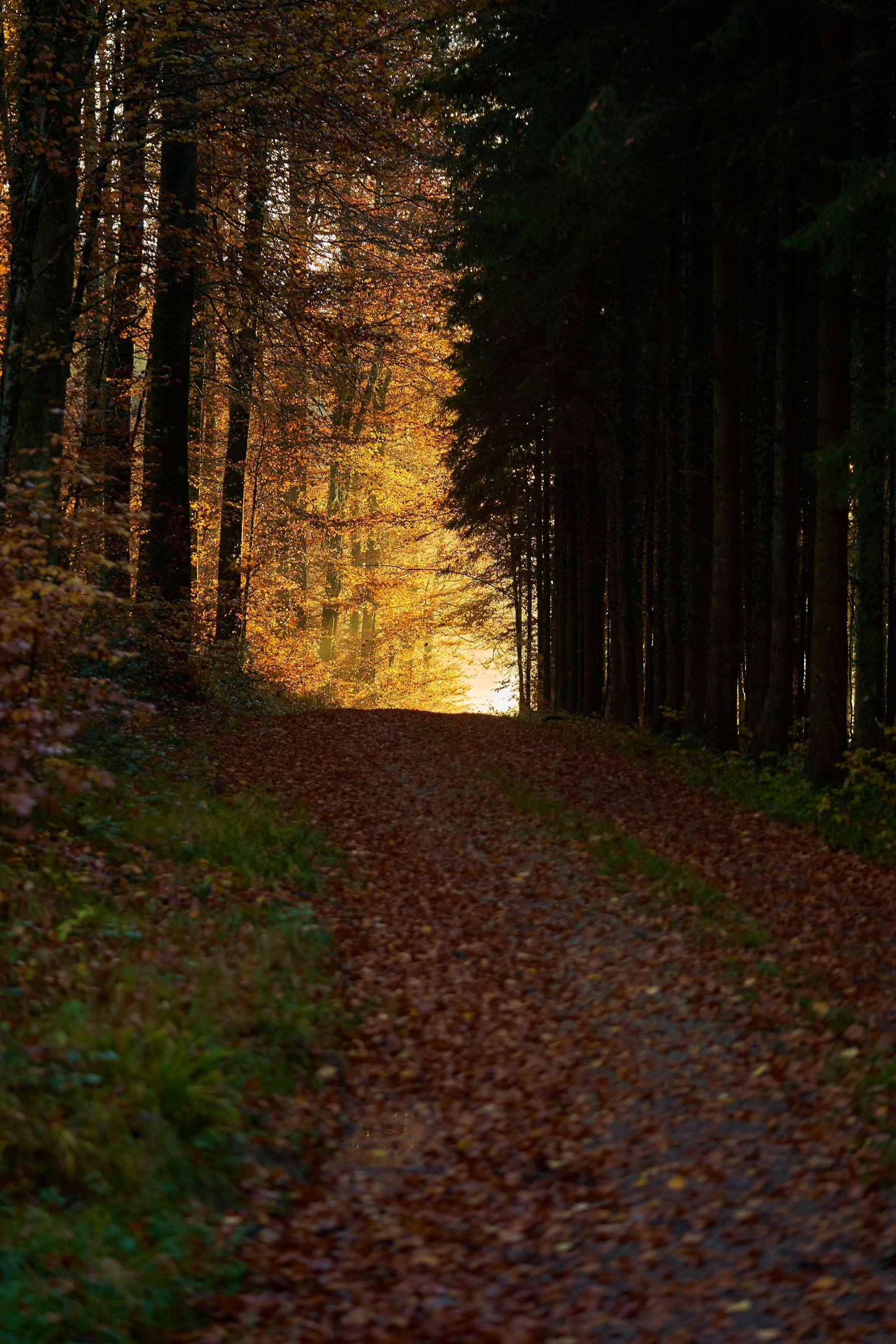 Sunset in a forest with a dirt path covered in fallen leaves, surrounded by tall trees with autumn-colored foliage.