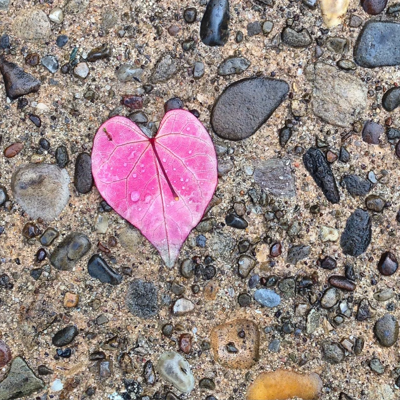 Heartleaf.JPG
