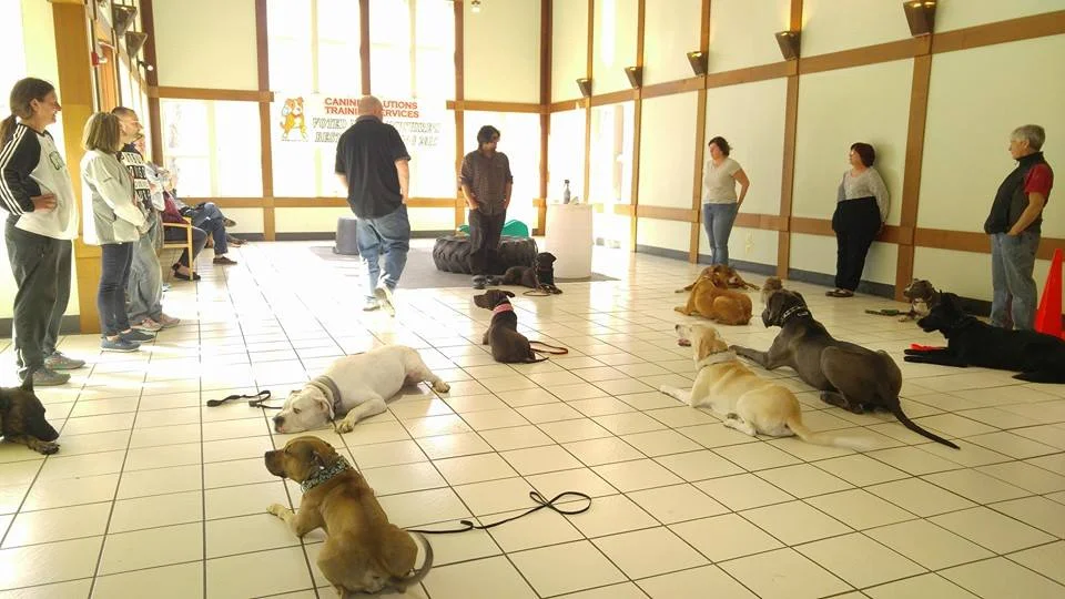 Many of these dogs were behavior rehabilitation students, meaning they had either fear/anxiety, dog or human aggression. They are now able to comfortably be around people and dogs without reacting. Addressing the root behavior issue first is a must before working on basic obedience.
