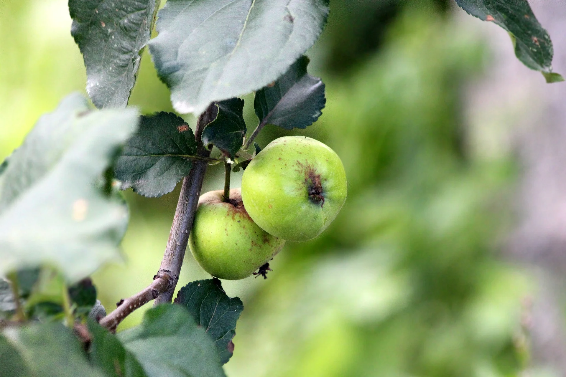 apples-3077619_1920.jpg