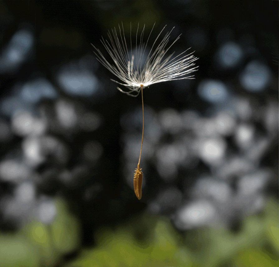 dandelion-HOME-72.gif