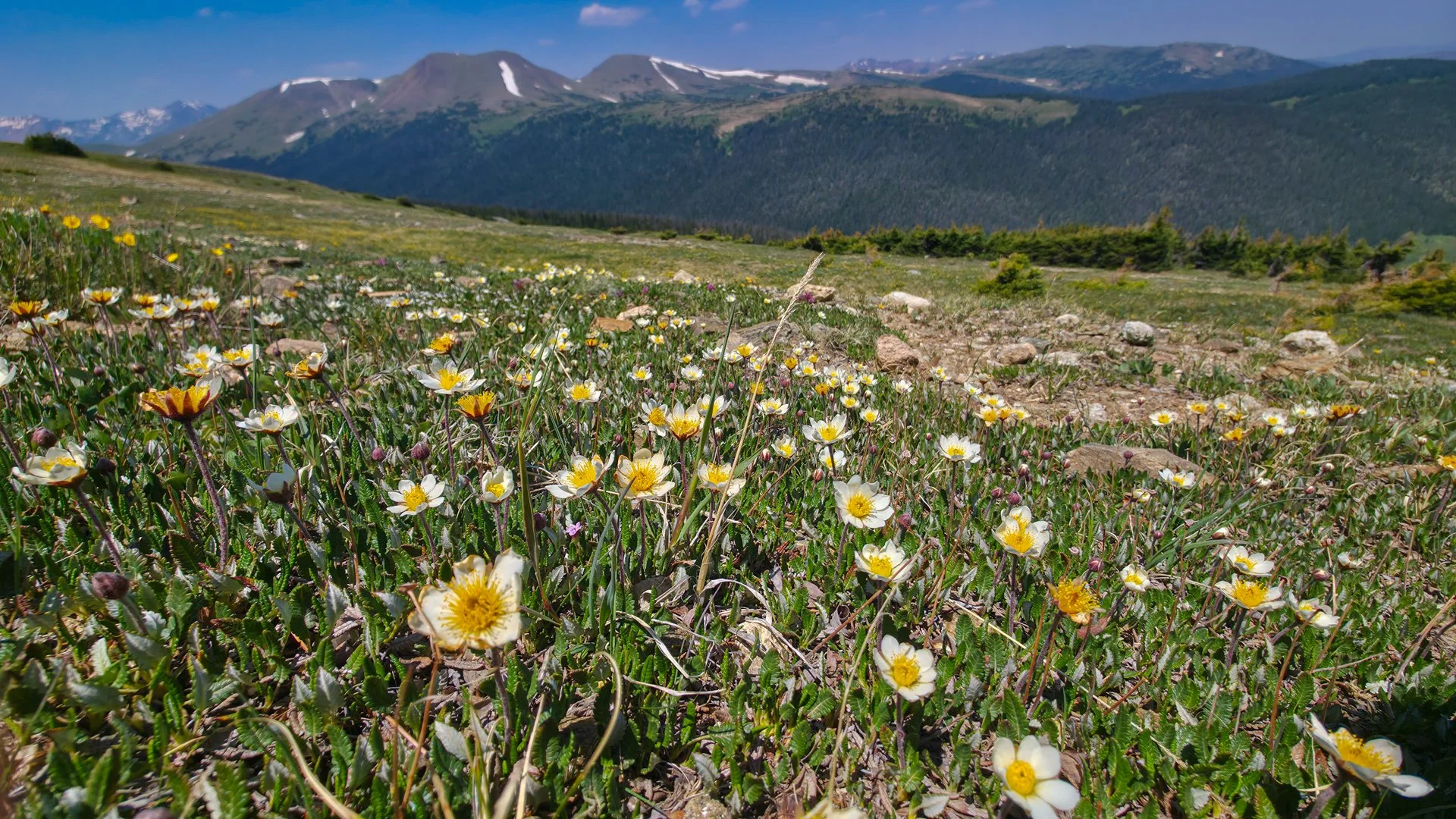 Alpine meadow at Rocky Mountain National Park, dryas octopetala, field of alpine flowers with rocky mountains