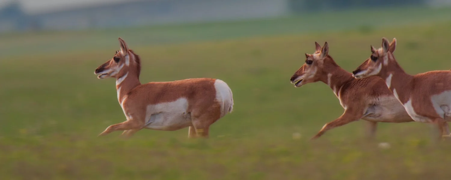 pronghorn antelope running in a grass field, antilocapra americana, craig childs, animal dialogues, north dakota
