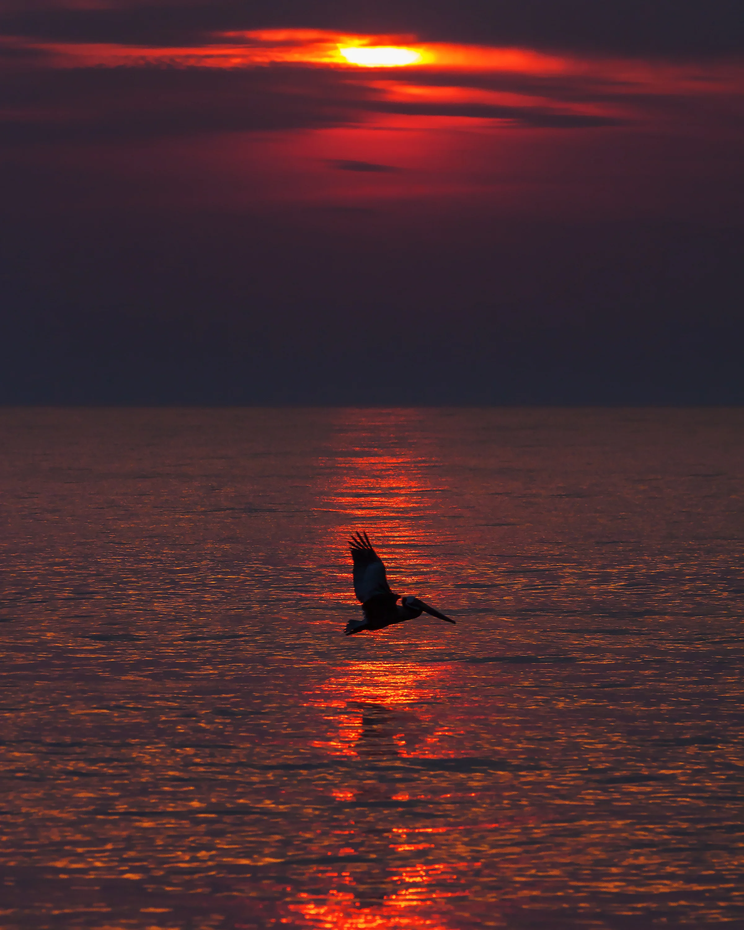 Pelican dawn