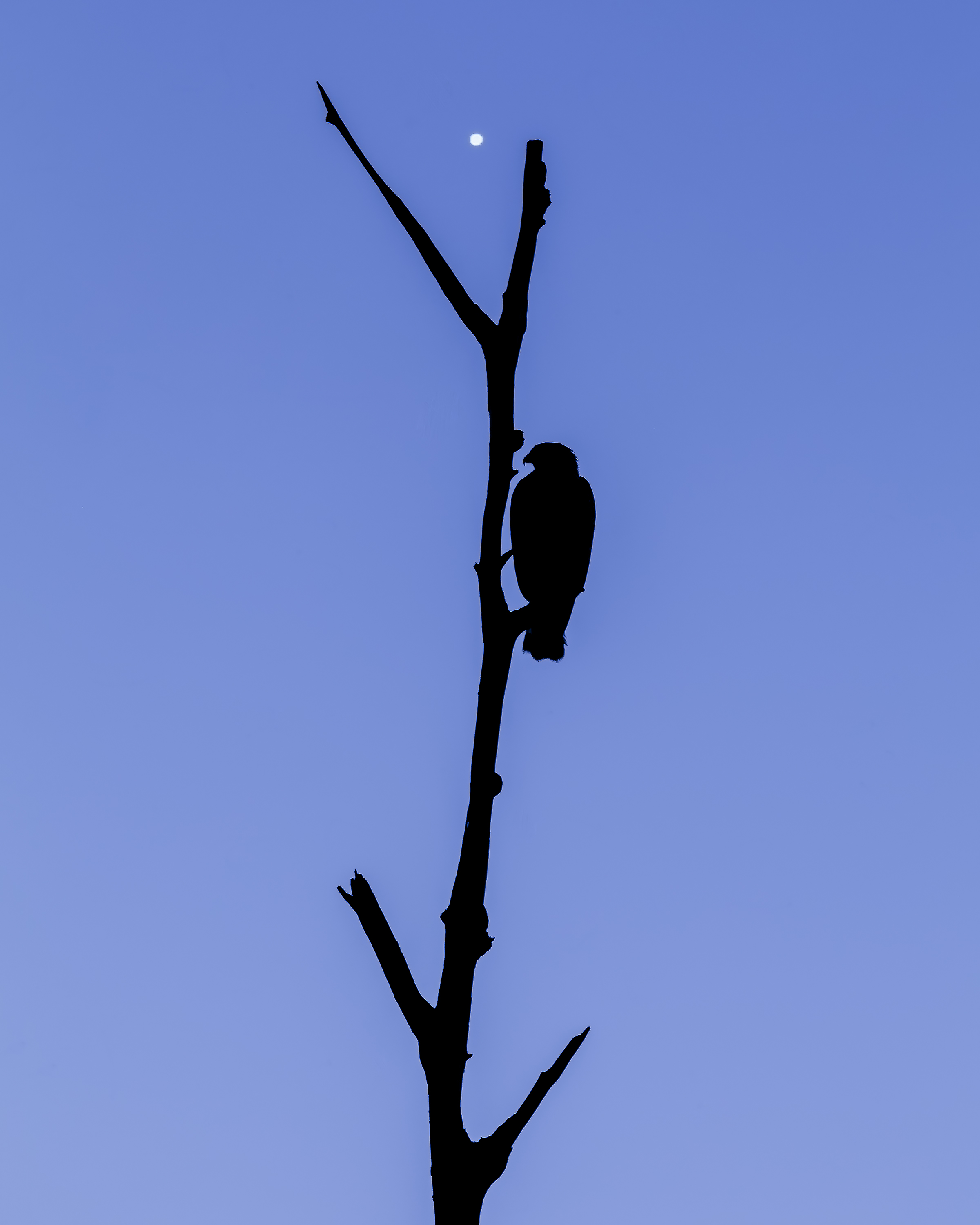 Venus & Hawk