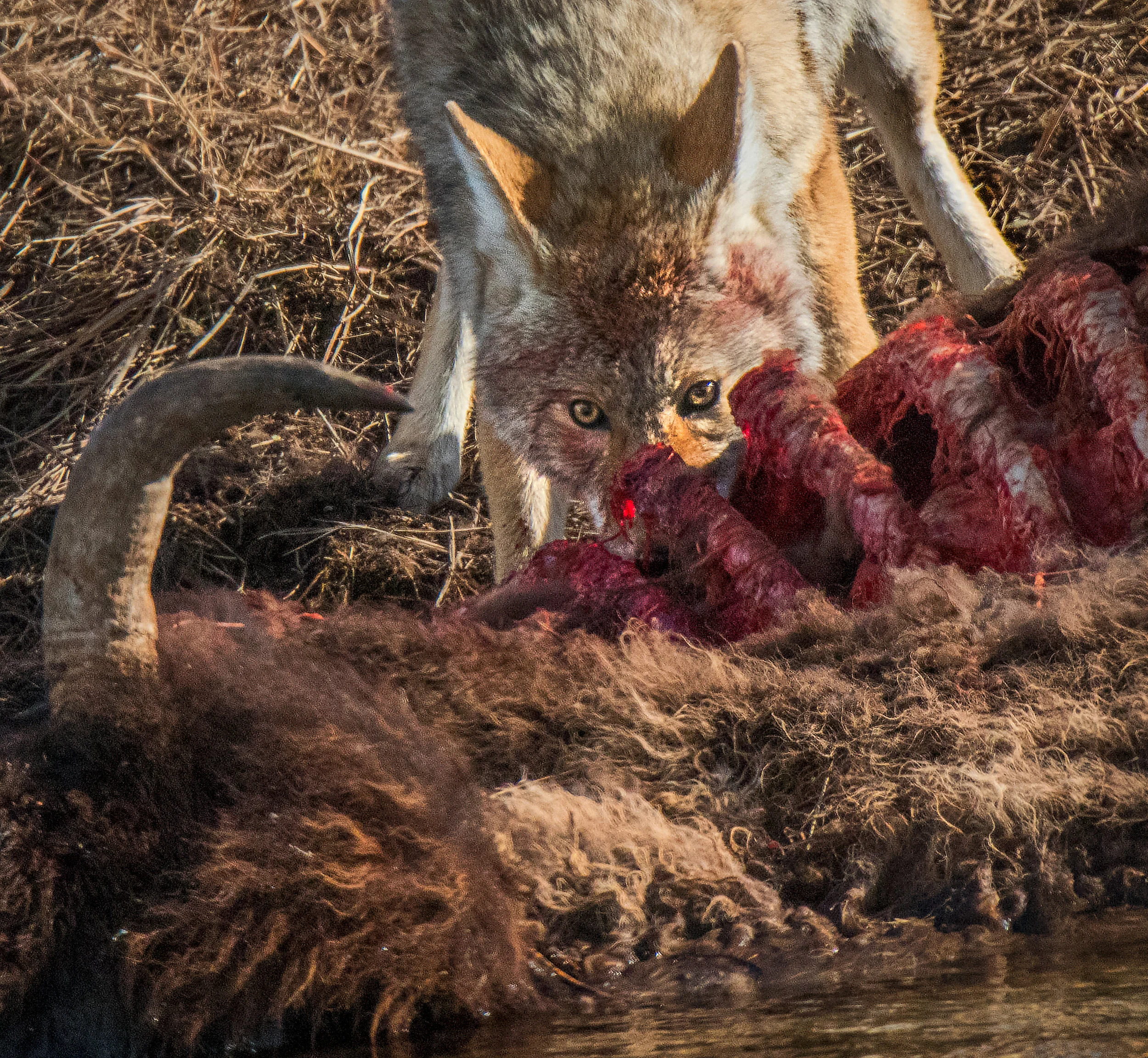 Coyote Scavenge