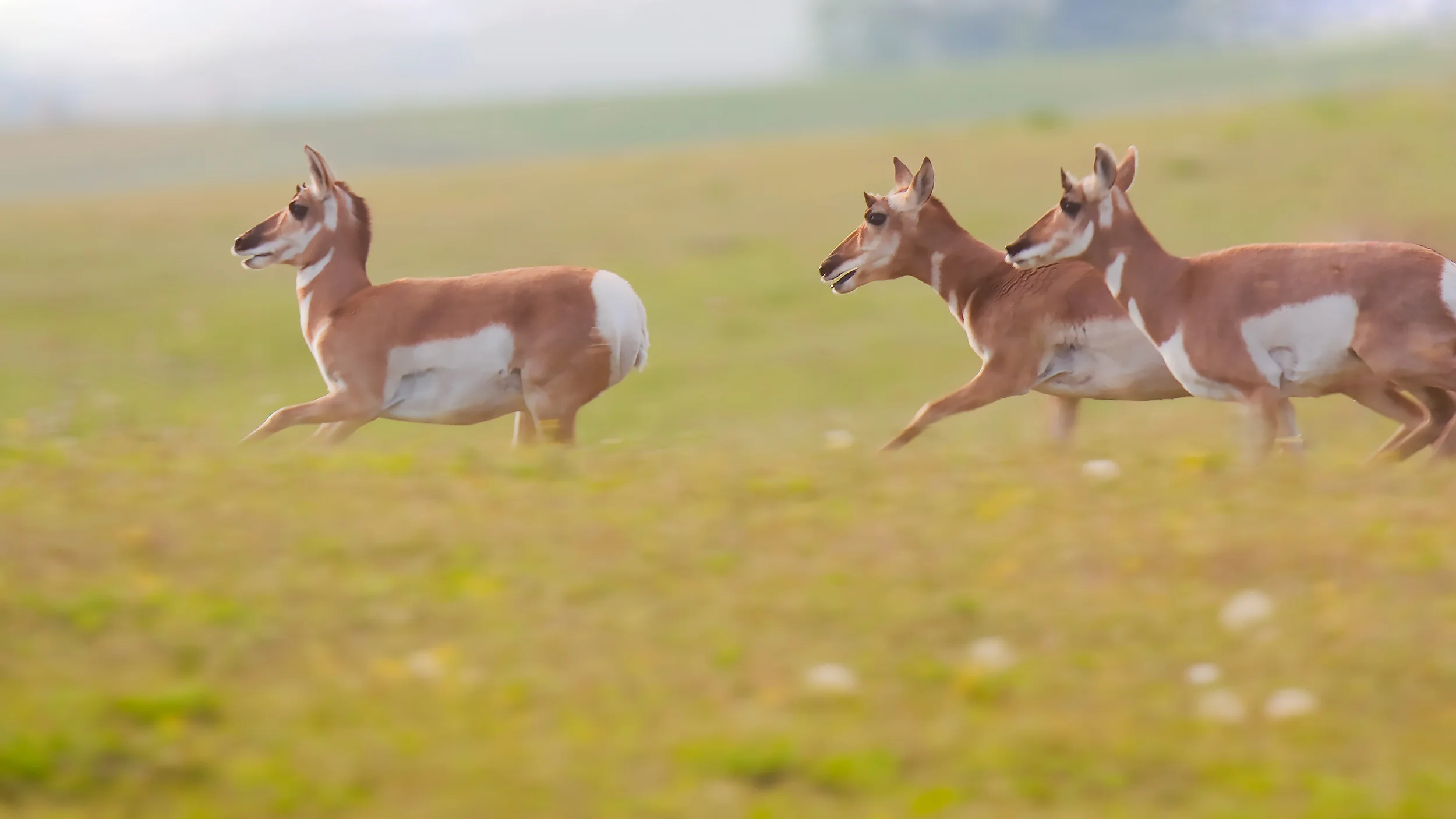 Pronghorn race