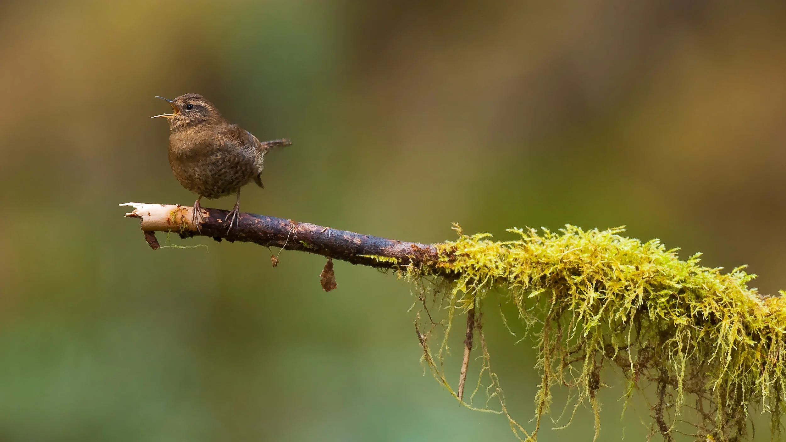 Rainforest Wren