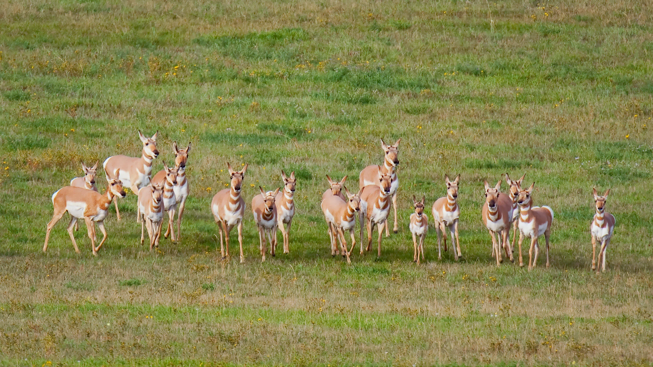 Pronghorn family portrait