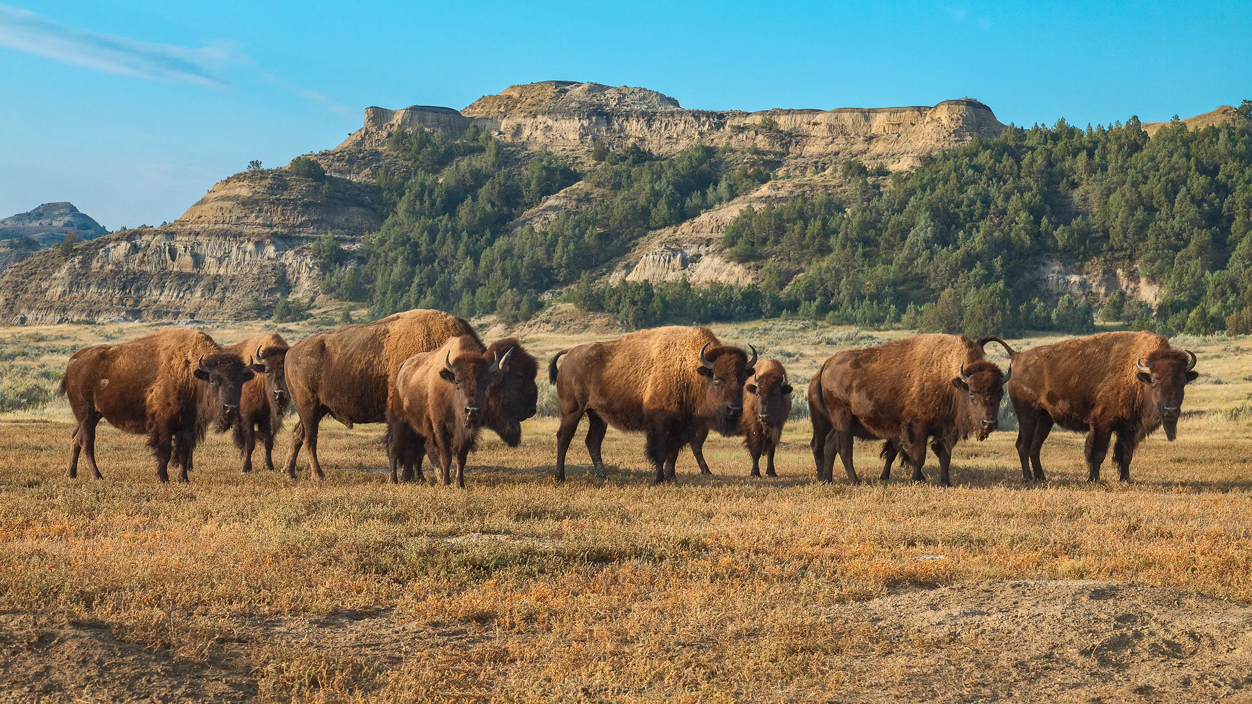 Bison Family portrait