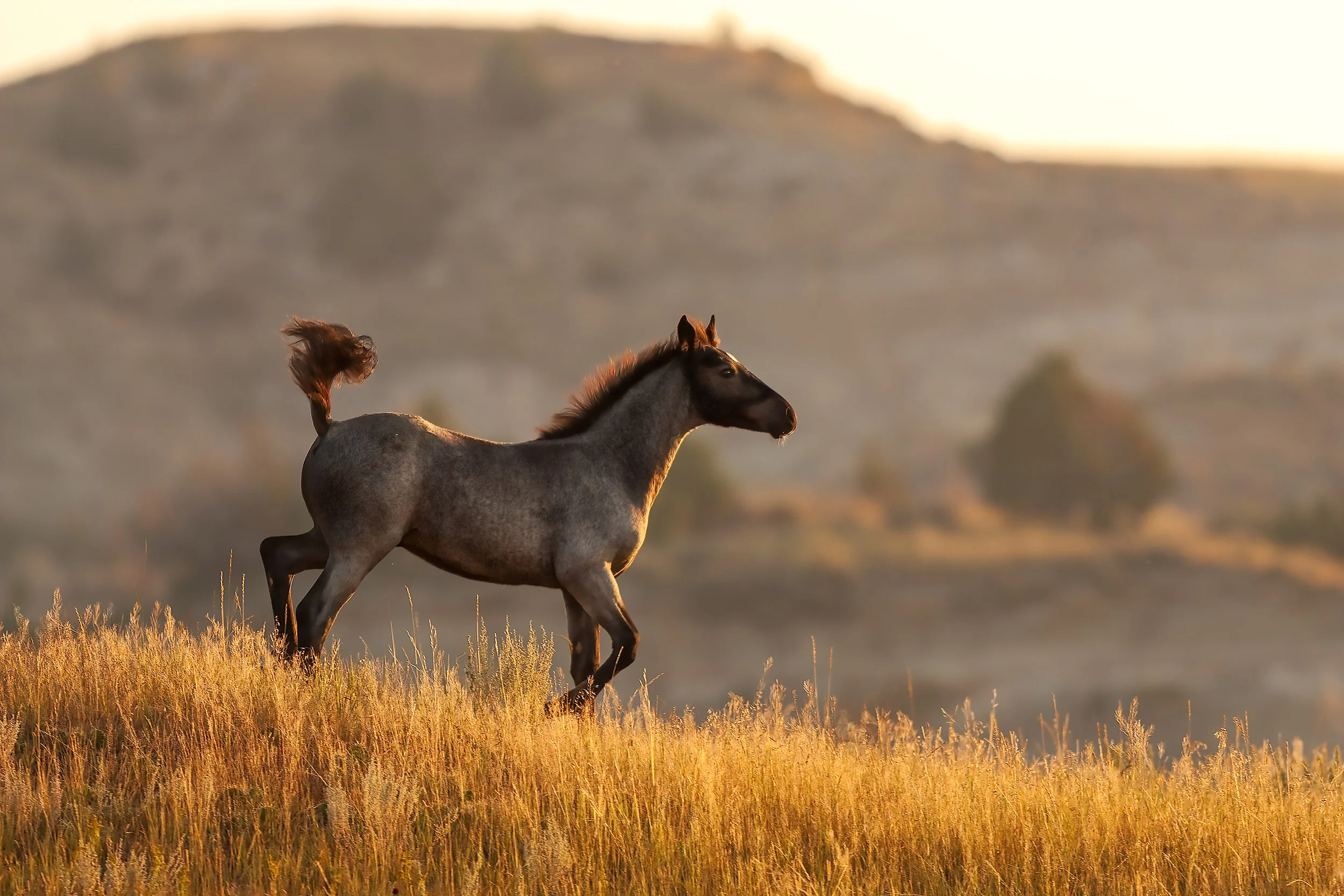 Wild horse dance