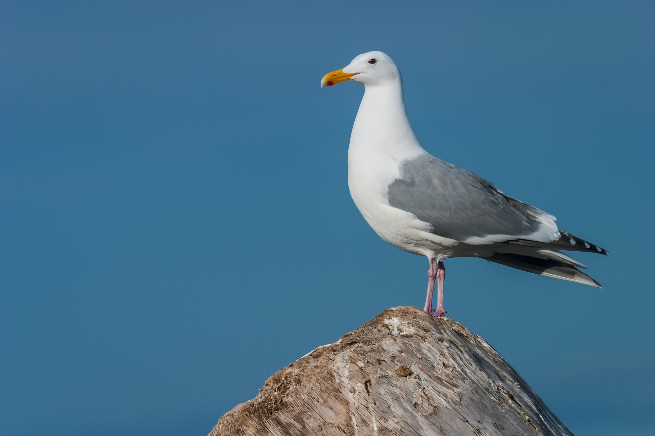 California Gull