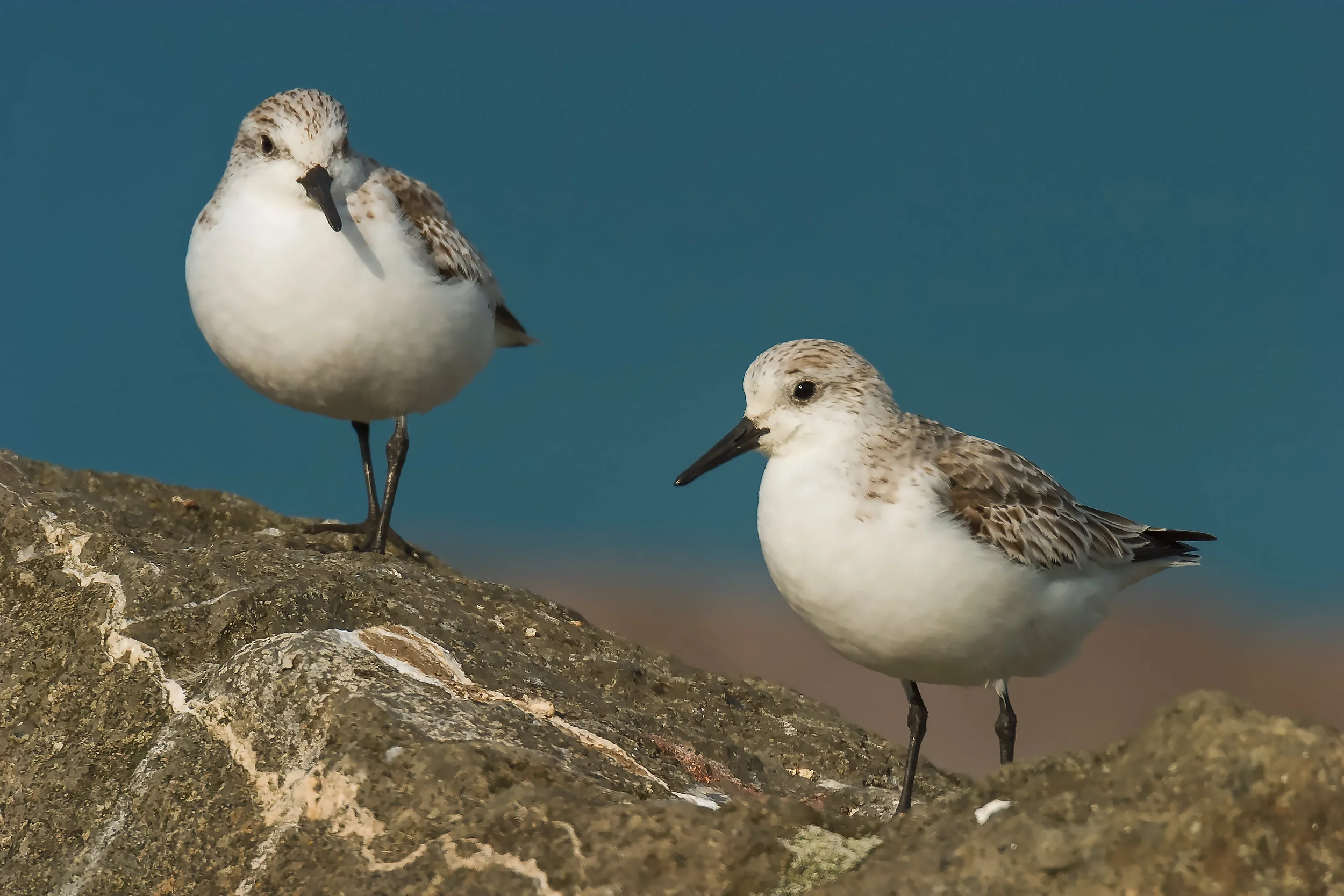 Sanderlings