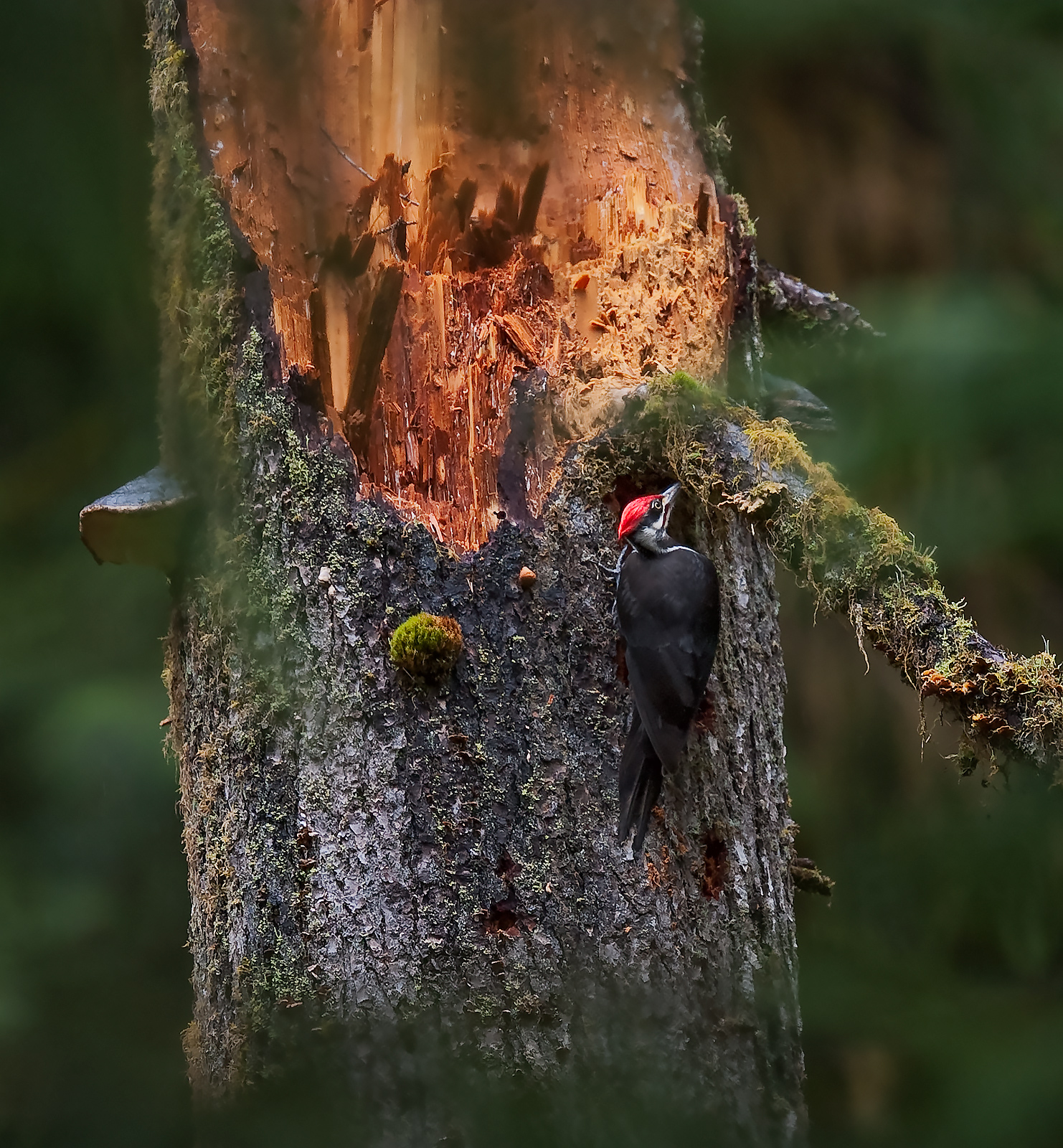 Pileated Woodpecker