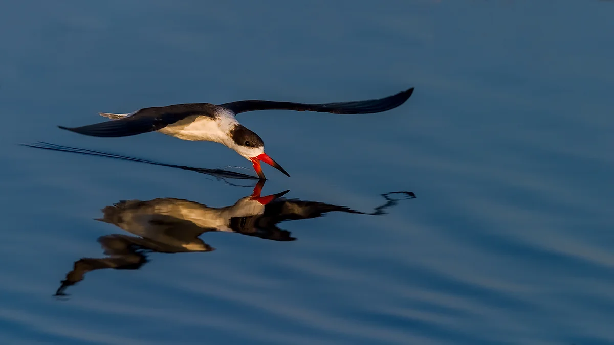 Black Skimmer fishing at Merritt Island National Wildlife Refuge