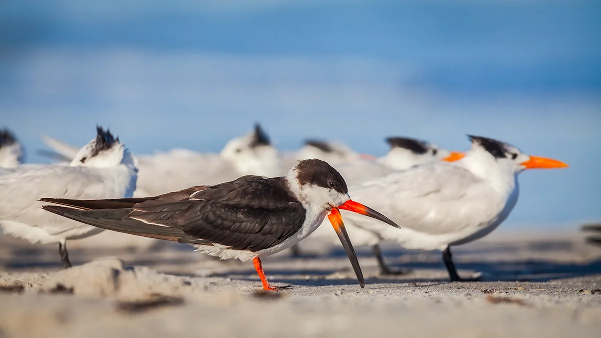 Black Skimmer and Royal Terns