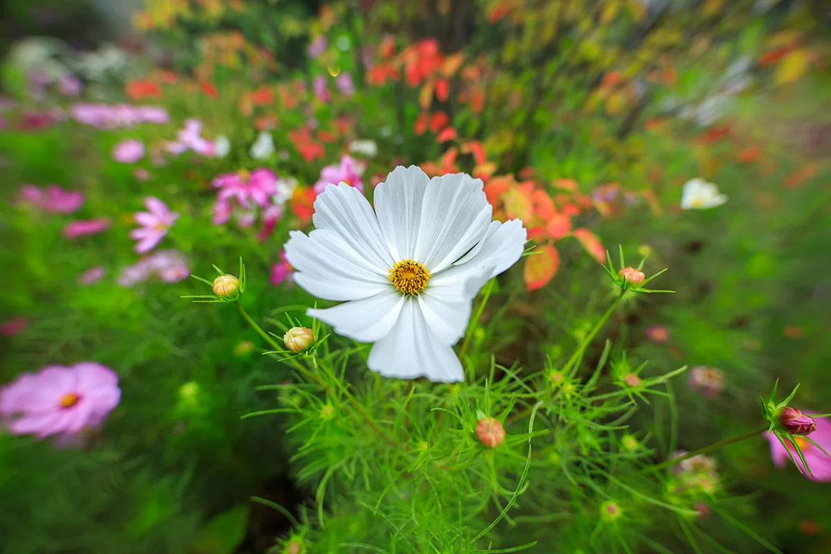 White Cosmos in the autumn
