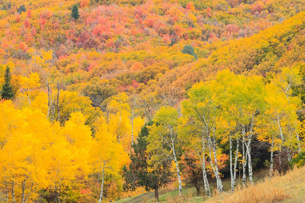 Aspen