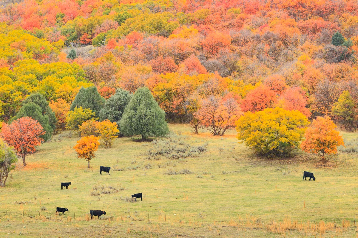 Wasatch bucolic